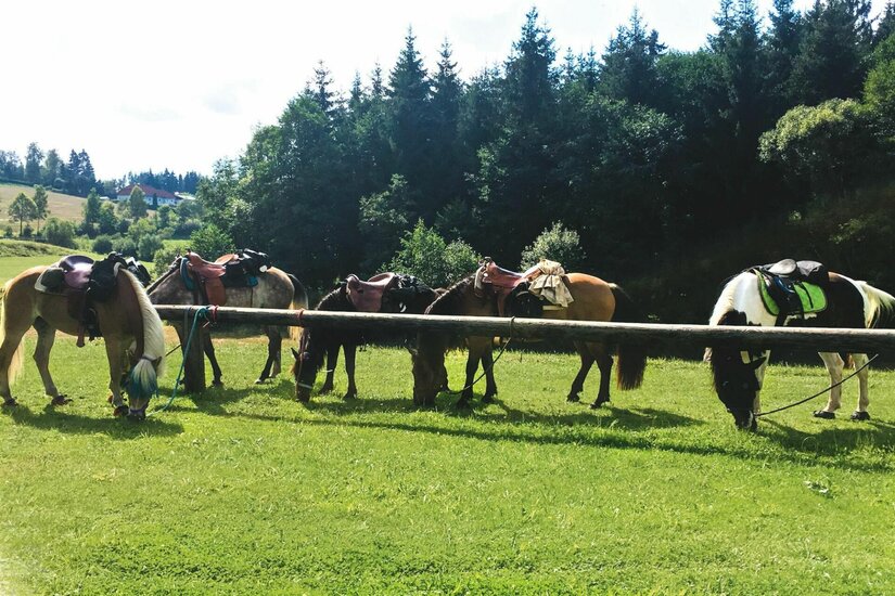 Pferde an der Koppel Fünf gesattelte Pferde grasen an einem Holzbalken auf einer grünen Wiese vor einem Waldrand.