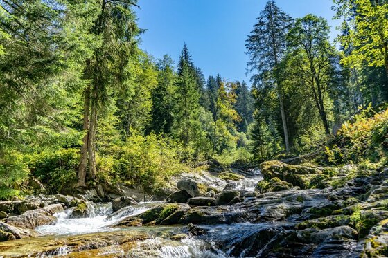 Ein Bergbach fließt über dunkle Felsen durch einen dichten Mischwald unter blauem Himmel.