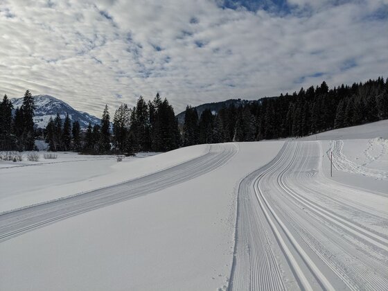 Markus Gandler Loipe Präparierte Langlaufloipe im Schnee vor einem Nadelwald und Bergen unter bewölktem Himmel.