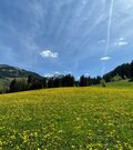Eine grüne Wiese mit vielen gelben Blumen vor einem Nadelwald und Bergen unter blauem Himmel.