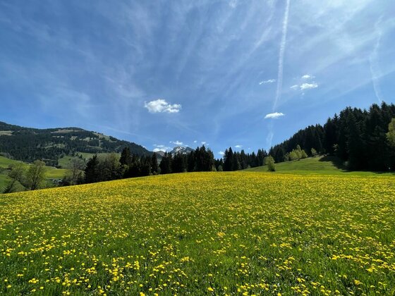 Wiese bei der Kelchalm Eine grüne Wiese mit vielen gelben Blumen vor einem Nadelwald und Bergen unter blauem Himmel.