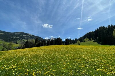 Eine grüne Wiese mit vielen gelben Blumen vor einem Nadelwald und Bergen unter blauem Himmel.