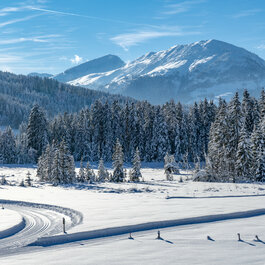 Auf der Langlaufloipe in Kitzbühel führt eine Spur durch verschneite Landschaft mit Tannen und Bergen unter klarem Himmel.