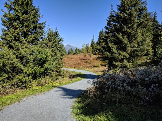 Wanderweg im Nadelwald Ein geschotterter Wanderweg führt durch einen Nadelwald mit Blick auf einen fernen Berggipfel.
