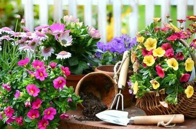 Bunte Blumen in Töpfen und einem Korb neben Gartenwerkzeugen auf einem Holztisch.