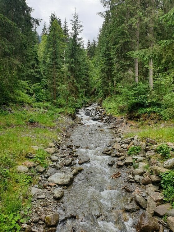 Bachlauf im Nadelwald Ein steiniger Bachlauf fließt durch einen dichten Nadelwald.