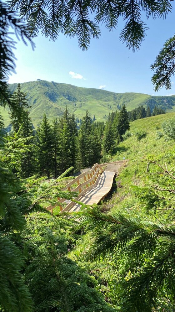 Sonnenrast Trail Holzsteg Blick durch Tannenweige auf einen hölzernen Mountainbike-Steg am grünen Berghang.