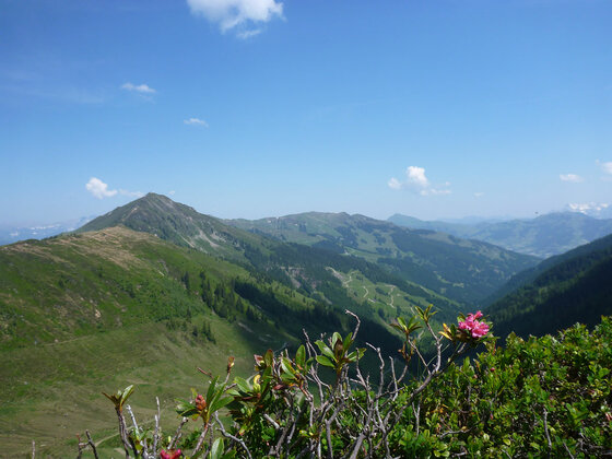 Blick über grüne Gebirgshänge und bewaldete Täler unter blauem Himmel mit Alpenrosen im Vordergrund.