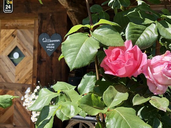 Nahaufnahme einer rosa Rose vor einer Holzhütte mit Willkommensschild.