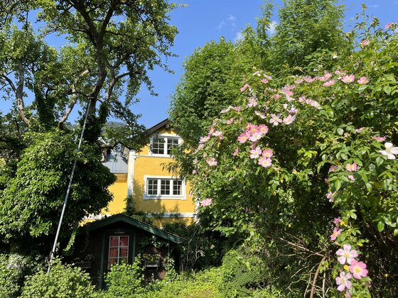 Wohnhaus am Schmiedhäusl Gelbes Wohnhaus hinter einem blühenden Rosenstrauch und einem kleinen Gartenhaus.