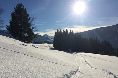 Verschneite Winterlandschaft mit einer präparierten Loipe, Nadelbäumen und strahlendem Sonnenschein.