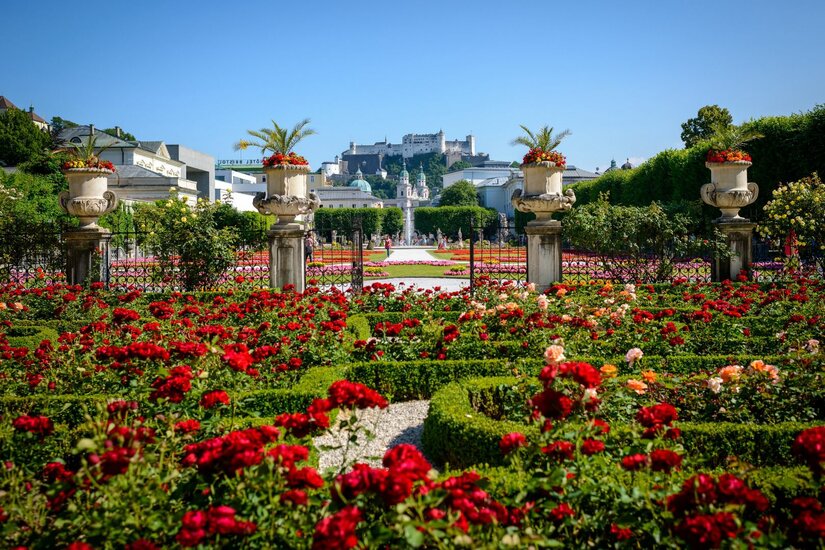 Blick über rote Rosenbeete im Mirabellgarten auf die Festung Hohensalzburg unter blauem Himmel.