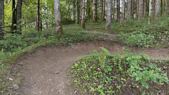 Mocking Downhill 8x.jpg