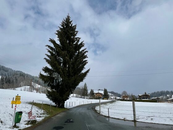 Asphaltierte Straße führt an einer großen Tanne und gelben Wegweisern vorbei durch eine verschneite Landschaft.