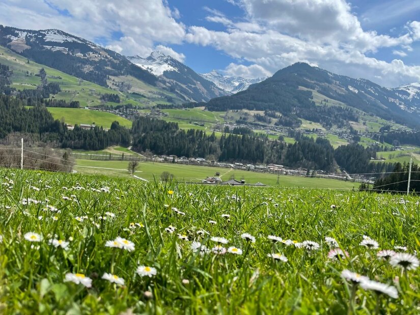 Blick vom Auracher Höhenweg Grüne Wiese mit Gänseblümchen im Vordergrund und schneebedeckten Bergen im Hintergrund.