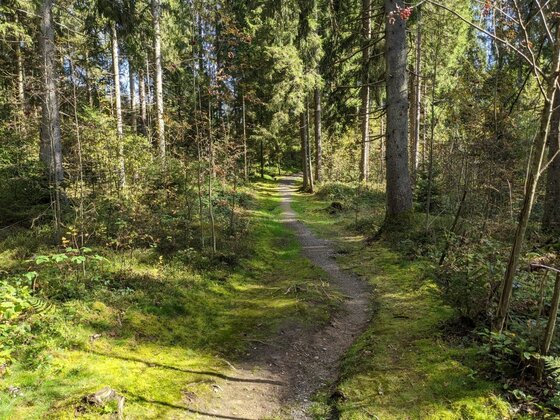 Waldweg am Gieringer Weiher Ein schmaler, unbefestigter Wanderweg führt durch einen dichten Nadelwald mit moosigem Boden.