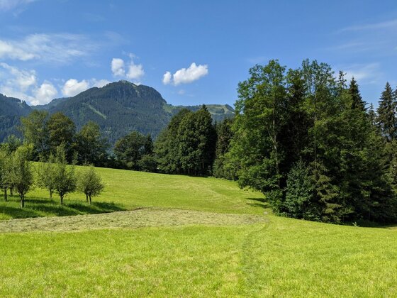 Wiese am Alten Sonnbergweg Grüne Wiese mit Obstbäumen und Waldrand vor bewaldeten Bergen unter blauem Himmel.