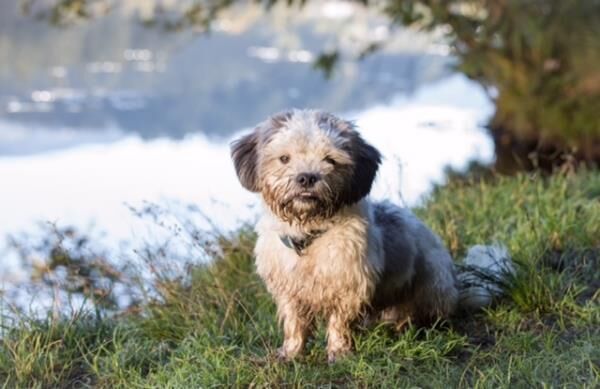 Hund am Schnauzen Stüberl Kleiner, langhaariger Hund sitzt auf einer grünen Wiese vor einem unscharfen Hintergrund.