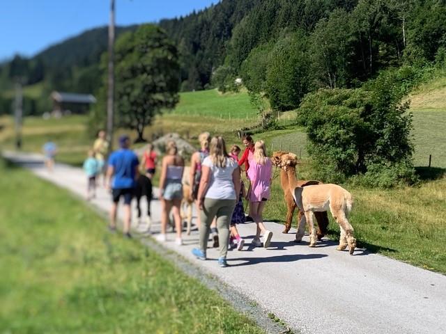 Alpaka Eine Gruppe von Menschen geht einen Weg entlang, begleitet von Lamas. Die Umgebung ist grün mit sanften Hügeln im Hintergrund.