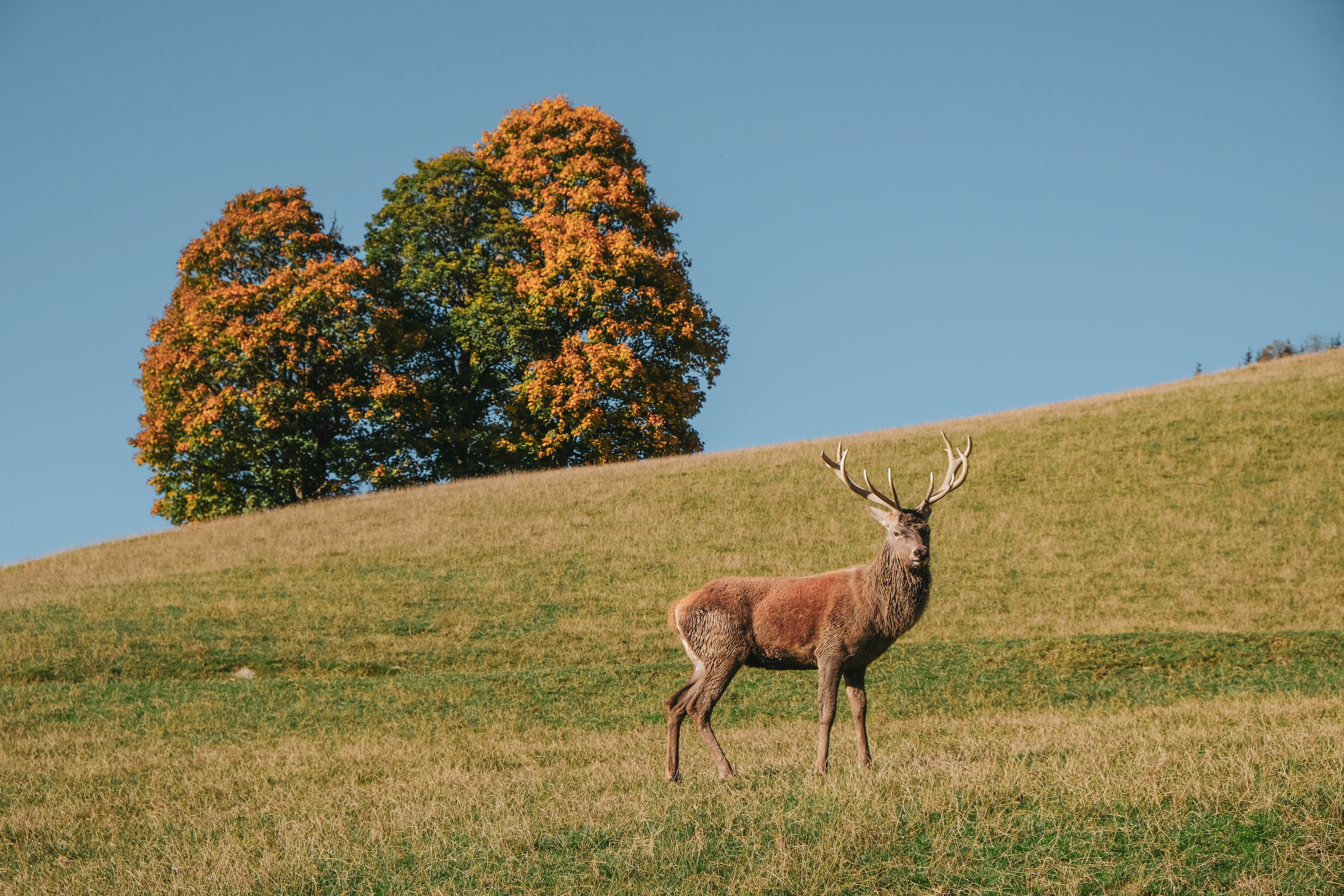 Wildpark Aurach Wildpark Aurach